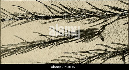 . Bulletin - New York State Museum. La science. 22 de la plaque. Veuillez noter que ces images sont extraites de la page numérisée des images qui peuvent avoir été retouchées numériquement pour plus de lisibilité - coloration et l'aspect de ces illustrations ne peut pas parfaitement ressembler à l'œuvre originale.. New York State Museum, New York State Museum. L'État de New York, Albany : Service Formation Banque D'Images