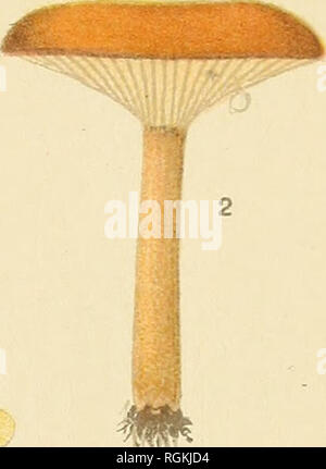 . Bulletin - New York State Museum. La science. . Veuillez noter que ces images sont extraites de la page numérisée des images qui peuvent avoir été retouchées numériquement pour plus de lisibilité - coloration et l'aspect de ces illustrations ne peut pas parfaitement ressembler à l'œuvre originale.. New York State Museum, New York State Museum. L'État de New York, Albany : Service Formation Banque D'Images