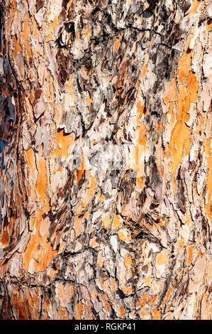 Vue rapprochée de la surface à motifs de l'écorce de l'usine pine tree trunk Banque D'Images