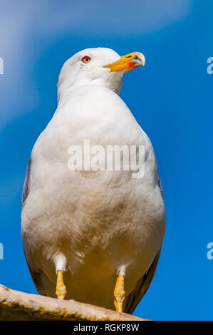 Close-up portrait de Mouette blanche. La Larus argentatus ou l'herring gull, Seagull est une espèce de jusqu'à 65 cm de long. L'un des plus connus Banque D'Images