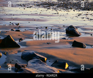 USA (Oregon), en bordure de la plage d'état de Oceanside, soir lumière définit dispersés roches et sable. Banque D'Images