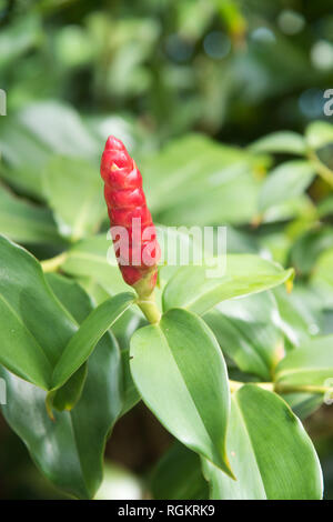 Red bud dynamique de l'heliconia plante poussant sur une journée ensoleillée à Darwin, Australie tropicale Banque D'Images