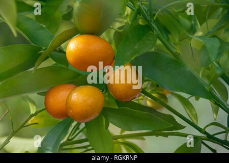 Fortunella Margarita kumquat, ou cumquats, feuillages et fruits kumquat ovale sur arbre nain Banque D'Images