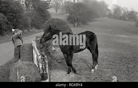 Années 1960, une jeune fille debout par un chemin de campagne de prendre une photo d'un cheval debout par une porte au bord d'un champ, England, UK. Banque D'Images