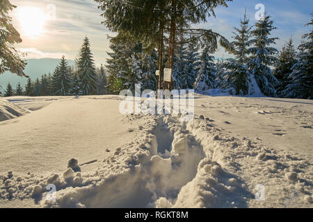 Paysage d'hiver avec des pins couverts de neige par le blizzard Banque D'Images