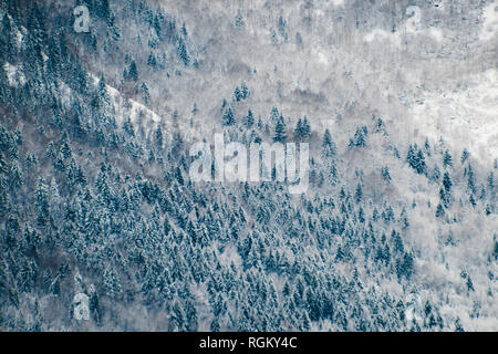 Création de lignes et de formes géométriques, une forêt de conifères poussant dans la neige sur la montagne, vue depuis le haut, contraste élevé et mystique. Banque D'Images