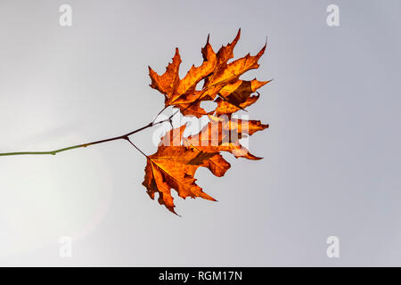 Automne doré feuilles d'un arbre plan rétroéclairé en contre un ciel gris Banque D'Images