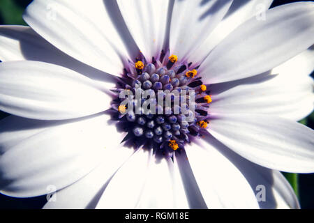 Marguerite blanche fleur gros plan tête Vue de dessus Banque D'Images