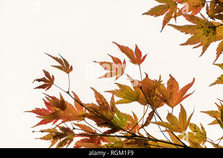 Détail de feuilles de couleur vive sur les érables japonais en automne. Banque D'Images
