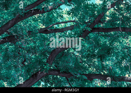 Toile avec des branches d'arbre et feuillage riche sur une journée ensoleillée de l'été Banque D'Images