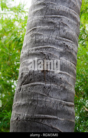 Petit gecko gris brun assis sur tronc d'arbre dans un jardin Banque D'Images