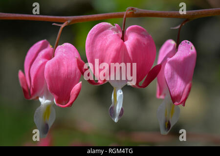 L'usine produit des coeurs de magnifiques fleurs roses comme de petits coeurs Banque D'Images