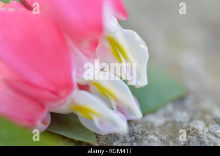 L'usine produit des coeurs de magnifiques fleurs roses comme de petits coeurs Banque D'Images