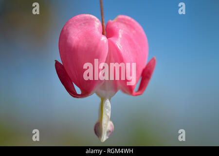 L'usine produit des coeurs de magnifiques fleurs roses comme de petits coeurs Banque D'Images