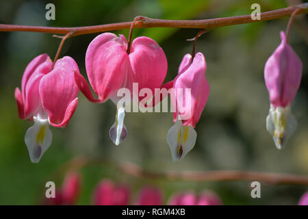 L'usine produit des coeurs de magnifiques fleurs roses comme de petits coeurs Banque D'Images