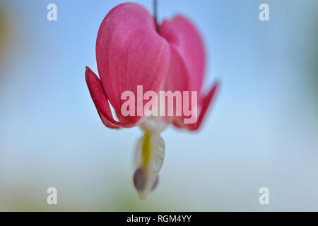 L'usine produit des coeurs de magnifiques fleurs roses comme de petits coeurs Banque D'Images