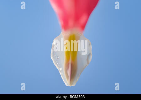 L'usine produit des coeurs de magnifiques fleurs roses comme de petits coeurs Banque D'Images