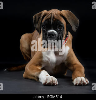 Boxer chien de race jeune mâle posant en studio Banque D'Images