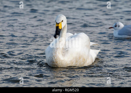 Le cygne de Bewick - Cygnus bewickii seul oiseau natation Banque D'Images