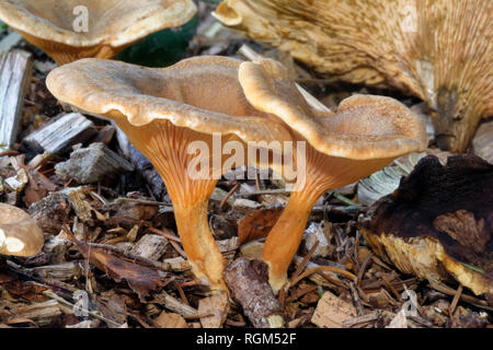 Fausse Girolle Hygrophoropsis aurantiaca - deux champignons frais chez les caps Banque D'Images