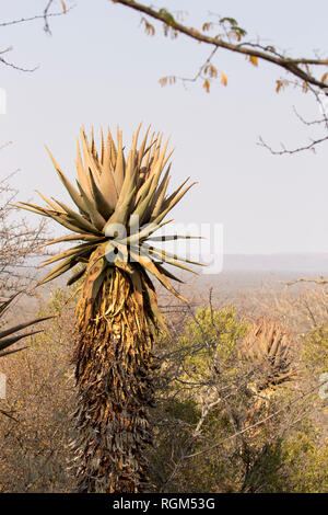 L'usine d'aloès dans le Waterberg Plateau (Namibie) Banque D'Images