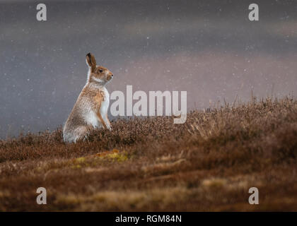 Lammermuir Hills, Scottish Borders, Scotland. 29 janvier 2019 La période de froid est de faire de délicieux de scènes dans la lande de bruyère du Lammermuir Hills, près de Lauder dans la région des Scottish Borders. Images montrent un lièvre blanc sur la lande de bruyère dans le froid glacial et neigeux de lande. PHIL PIC WILKINSON / Alamy live news Banque D'Images