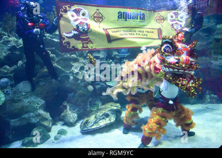 Kuala Lumpur, Malaisie. 30Th Jan, 2019. Les plongeurs sous-marins effectuer danse du lion lors d'une prévisualisation des médias à l'Aquaria KLCC underwater park à Kuala Lumpur, Malaisie, le 30 janvier 2019. L'aquarium vous donnera les performances de danse du lion sous l'eau pendant la saison du festival du printemps pour célébrer la Nouvelle Année lunaire chinoise. Credit : Chong Chung Voon/Xinhua/Alamy Live News Banque D'Images