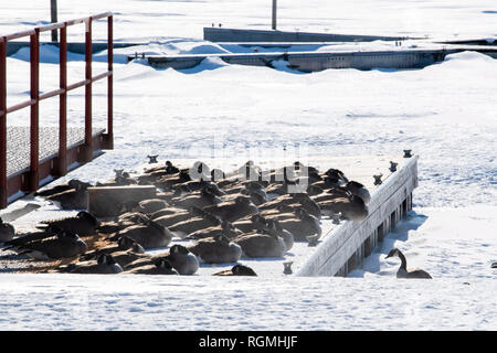 Chicago, USA. 30Th Jan, 2019. Les bernaches du Canada sont vus à Montrose Harbor à Chicago, États-Unis, le 30 janvier 2019. Chicago's record de la température la plus froide a volé en éclats mercredi que le vortex polaire a frappé la plus grande ville dans le Midwest des États-Unis, selon le National Weather Service (NWS). Crédit : Patrick Gorski/Xinhua/Alamy Live News Banque D'Images