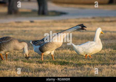 Une paire d'oies Swan profiter de l'après-midi dans le parc. Banque D'Images