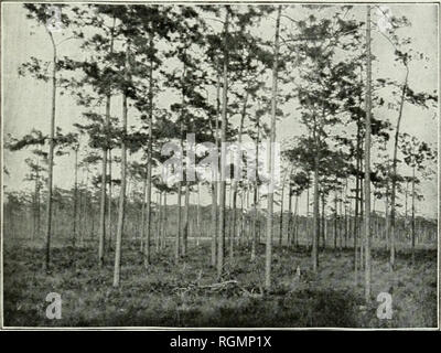. Bulletin. Les forêts et la foresterie -- United States. La FIN DE LA LUTTE. 63 très nombreux concurrents qu'ils ont eux-mêmes à être showu les mieux adaptées à leur environnement. (Voir fig. 61 et PI. XXXI.) Xatural jury a clairement fait savoir que ce sont les meilleurs arbres pour l'endroit. Ce sont aussi les arbres qui portent la semence d'où les jeunes générations du printemps. Leurs descendants hériteront de leur condition physique à un plus grand ou moindre degré, et dans tlieir tour seront soumis à la. Fig. 61.-annonce iutolerant la forêt de pin des marais. Le sud de la Floride. même test rigoureux, par lequel seul le bes Banque D'Images