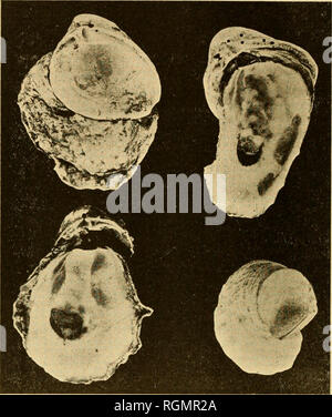 . La Station biologique du golfe, Bulletin. Biologie -- sociétés, etc. 50. Les huîtres unique attaché à petit clam shell qui fait un collectionneur parfait (réduit d'un tiers). De Bull. N° 3, Golfe Biol. Station, après J. L. Kellogg. Lorsque l'embrayage est planté avec l'intention d'obtenir des semences qui est d'être greffé sur un autre lit à maturité, il est souvent souhaitable d'utiliser une certaine forme d'chiteh qui soit fractionner facilement ou à partir de laquelle les jeunes huîtres peuvent être séparés sans aucun danger d'être blessés au cours du processus. Dans certains endroits, le fond est si doux qu'il ne peut pas être difficile Banque D'Images