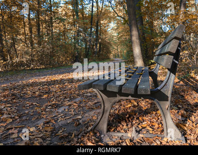 Banc et Oak tree in city park à l'automne Banque D'Images