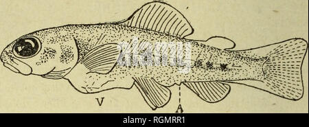 . Bulletin du MuseÌum d'histoire naturelle. L'histoire naturelle. Â Â 236 nageoires pectorales Ã©tendent leur sommet jusqu'à l'aplomb du bord antÃ©- rieur de la i" dorsale. Les nageoires pelviennes s'amplifient, et possÃ¨dent presque tous leurs rayons.. Veuillez noter que ces images sont extraites de la page numérisée des images qui peuvent avoir été retouchées numériquement pour plus de lisibilité - coloration et l'aspect de ces illustrations ne peut pas parfaitement ressembler à l'œuvre originale.. MuseÌum national d'histoire naturelle (Paris). Paris : Impr. nationale Banque D'Images