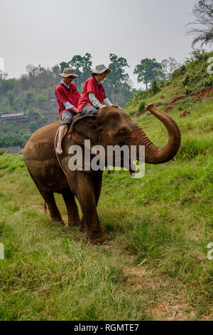La Thaïlande, la province de Chiang Mai, Ran Tong Elephant Sanctuary, Elephant trekking Banque D'Images
