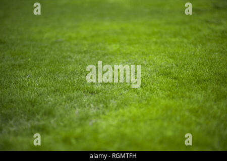 Green grass texture background. L'été ou printemps toile Banque D'Images