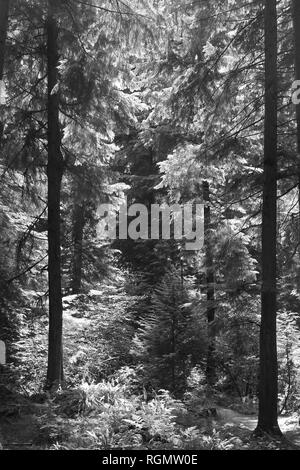 Un jeune arbre est en concurrence avec de grands arbres pour remplacer ceux tombés. La lumière du soleil atteint sol forestier au printemps une nouvelle croissance. Banque D'Images