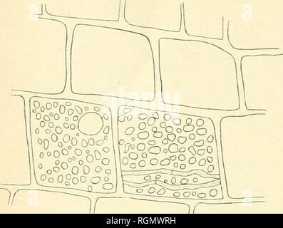. Bulletin du Jardin botanique de Buitenzorg. -- L'Indonésie ; les plantes. . Veuillez noter que ces images sont extraites de la page numérisée des images qui peuvent avoir été retouchées numériquement pour plus de lisibilité - coloration et l'aspect de ces illustrations ne peut pas parfaitement ressembler à l'œuvre originale.. Kebun Raya de l'Indonésie. Buitenzorg : Db 's Lands Plantentuin Banque D'Images