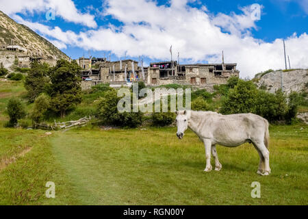 Un cheval blanc est le pâturage sur un vert pâturage au-dessous des maisons du village dans la vallée de l'Upper Marsyangdi Banque D'Images