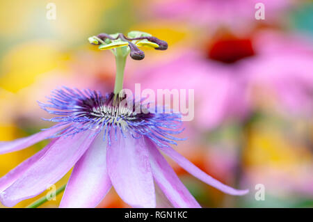 Image en gros plan de la fleur d'été Fleur de Passion vibrante 'Lavender Lady' - Passiflora 'Lavender Lady' Banque D'Images