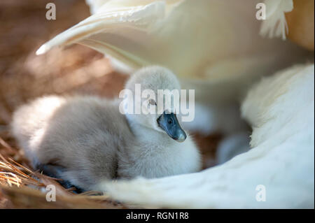 Close-up image de Cygne tuberculé - Cygnus olor Cygnets appréciant les soleil du printemps Banque D'Images