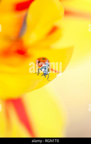 Image en gros plan d'un 7-spot Ladybird - Coccinella septempunctata reposant sur un ressort, jaune et rouge fleurs tulipes Banque D'Images