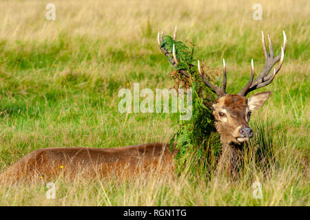 Image en gros plan d'un Cerf rouge cerf -Cervus elaphus, pendant la saison du rut avec Bracken sur son panache Banque D'Images