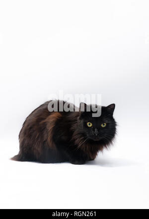 Chat noir isolé sur fond blanc. Chemin de détourage, copier du texte pour l'espace Banque D'Images