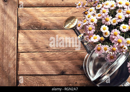 Printemps frontière avec des marguerites roses dans un pot et le métal arrosoir sur un fond de bois rustique avec copie Espace vu de passage Banque D'Images