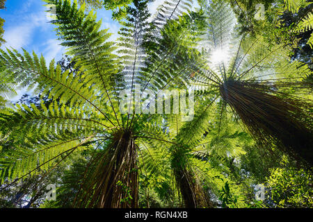 Les fougères arborescentes dans la forêt tropicale, de la côte ouest de l'île du Sud, Nouvelle-Zélande, Nouvelle-Zélande Banque D'Images