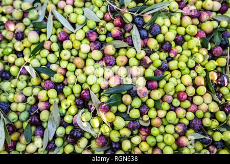 Fond d'olives fraîchement cueillies Banque D'Images