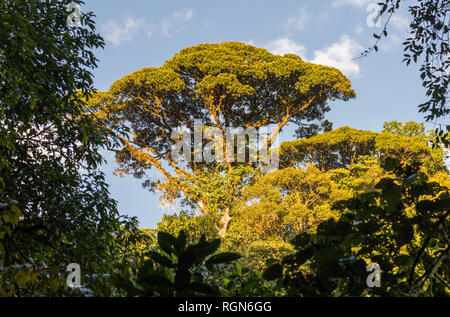 L 'arbre' brocoli (Ceiba pentandra) dans la forêt tropicale du Costa Rica. L'Amérique centrale. Banque D'Images