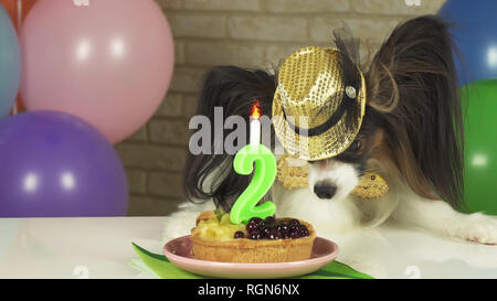 Chien fantaisie Papillon de manger le gâteau d'anniversaire avec une bougie Banque D'Images