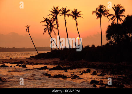 Orange Tropical Sunset Silhouette Palm Arbre Paysage. Summer Paradise Beach Sri Lanka au lever du Soleil vue horizontale. Belle soirée romantique Hawaii S Banque D'Images