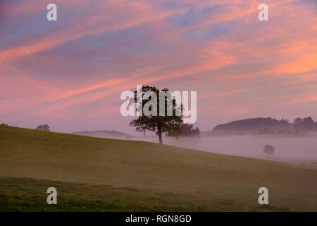 Allemagne, Pfaffenwinkel, view of landscape at Morning Mist Banque D'Images